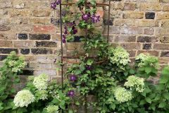 12mm-colour-Clematis-Wall-support2